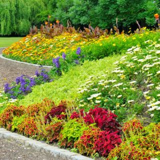 Jährliche Steingarten Mix Samen - 25 Samen - 