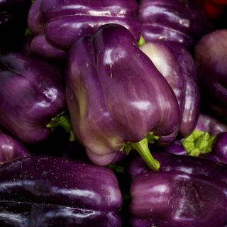Paprika - Oda - sød - 80 frø - Capsicum L.