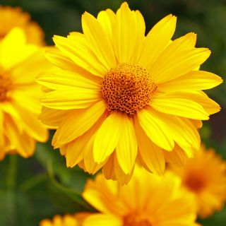 Girasol falso, semillas de sol de verano - Heliopsis scabra - 100 semillas