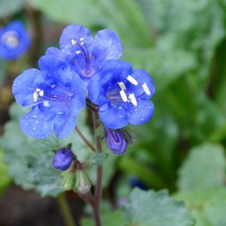 Pamacsos mézontófű - Phacelia campanularia - Remek napos virágágyásokba és szegélyekhez! - Friss vetőmagok