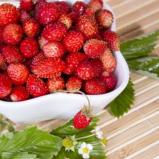 دانه های توت فرنگی وحشی - Fragaria virginiana Mill - 640 دانه - Fragaria vesca
