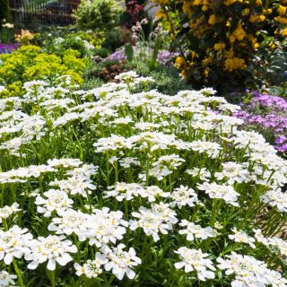 Semi misti Candytuft, Globe Candytuft - Iberis umbellata - 410 semi