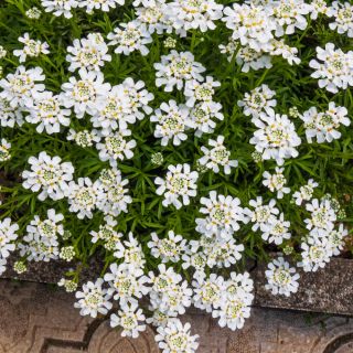 Semi misti Candytuft, Globe Candytuft - Iberis umbellata - 410 semi