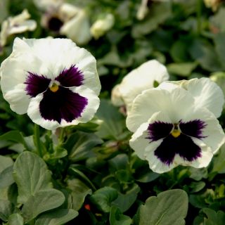 Viola wittrockiana - Silverbride, Silberbrauti - Bianco e Nero - 400 semi - Viola x wittrockiana