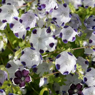 Nemophila - színkeverék - Nemophila sp. - Talajtakaró növény napos virágágyásokhoz - Friss vetőmagok