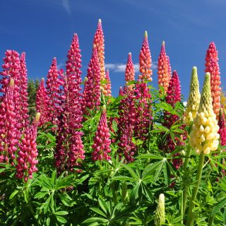 Lupino - The Pages - Lupinus polyphyllus - Espigas carmesí deslumbrantes, floración de verano a otoño - Semillas frescas