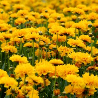 Girasol falso, semillas de sol de verano - Heliopsis scabra - 100 semillas