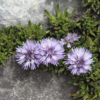 Shepherd's Scabious seeds - Jasione laevis - 900 seeds