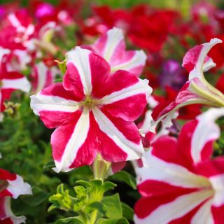 Petunia Multiflora semințe mixte - Petunia x hybrida - 80 de semințe - Petunia x hybrida pendula 