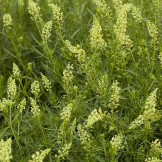 Mignonette édes illatos vetőmag - Reseda odorata - 1600 mag - magok