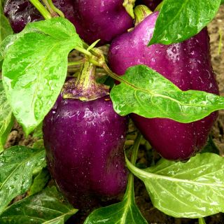 Paprika - Oda - sød - 80 frø - Capsicum L.