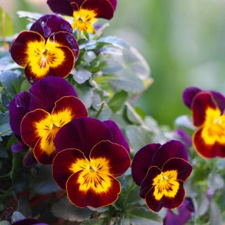 Pensée Géante - Brun avec tache jaune - Viola×wittrockiana - Floraison du printemps jusqu’à la fin de l’automne - Graines fraîches