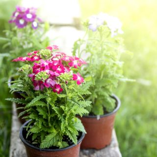 Puutarha verbena - lajitelma - 200 siementä - Verbena x hybrida nana compacta - siemenet