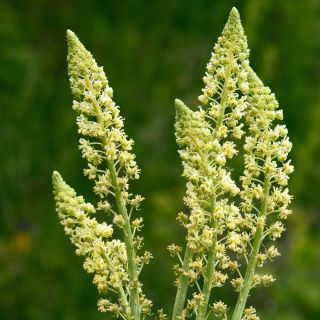 Mignonette édes illatos vetőmag - Reseda odorata - 1600 mag - magok