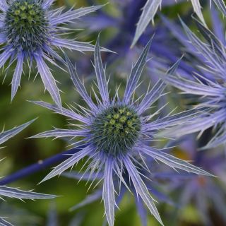 Erinago blu, agrifoglio marino piatto - 165 semi - Eryngium planum