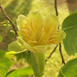 Lale Ağacı tohumları - Liriodendron tulipifera