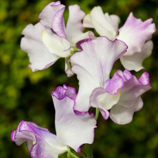 Tatlı Bezelye Kelebek Mix tohumları - Lathyrus odoratus - 36 tohumlar