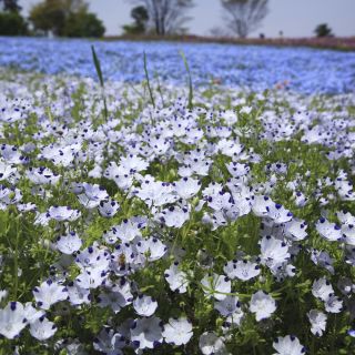 Nemophila - színkeverék - Nemophila sp. - Talajtakaró növény napos virágágyásokhoz - Friss vetőmagok
