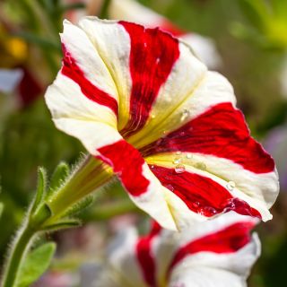 Petunia Multiflora semințe mixte - Petunia x hybrida - 80 de semințe - Petunia x hybrida pendula 