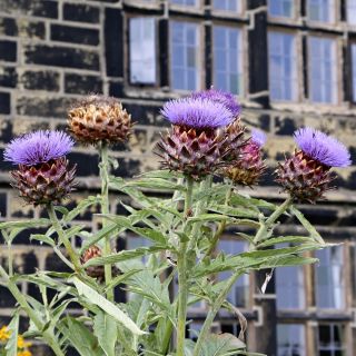 Semillas de cardo - Cynara cardunculus - 25 semillas - Cynara cardunuculus Bianco avorio