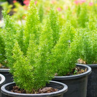 Asparges Fern, Sprenger Asparges frø - Asparges sprengeri - 10 frø - Asparagus densiflorus