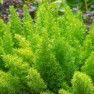 Asparges Fern, Sprenger Asparges frø - Asparges sprengeri - 10 frø - Asparagus densiflorus