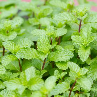 Lemon Beebalm tohumları - Monarda citriodora - 180 tohumlar