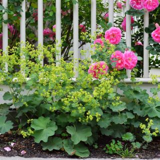 Sementes de Manto de Senhora - Alchemilla mollis - 500 sementes