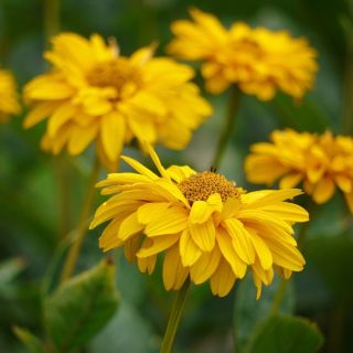 Girasol falso, semillas de sol de verano - Heliopsis scabra - 100 semillas