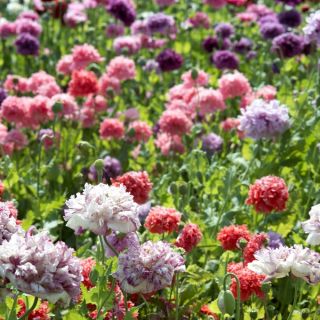 ข้าวโพดผสมเมล็ดงาดำ - Papaver rhoeas - 9000 เมล็ด