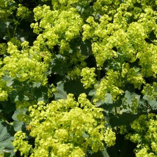 Sementes de Manto de Senhora - Alchemilla mollis - 500 sementes