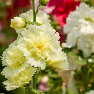 Stokrose - Summer Carnival - Alcea rosea - Majestætisk skønhed, livlige blomster op til 1,7 m høje - Friske frø