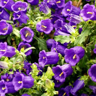Harangvirág - színes virágkeverék - Campanula medium - Bájoló harang alakú virágok - Friss vetőmagok