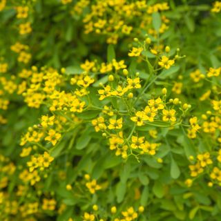 Ruta graveolens perenne - 250 semillas