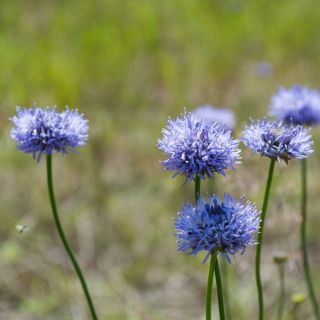 Shepherd's Scabious seeds - Jasione laevis - 900 seeds