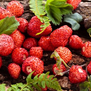 Smultron - Attila - 330 frön - Fragaria vesca