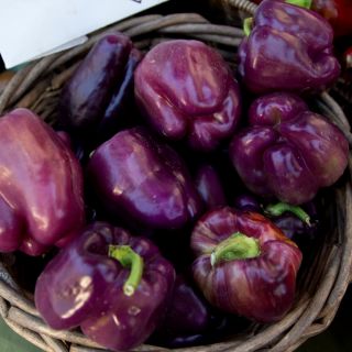 Paprika - Oda - sød - 80 frø - Capsicum L.