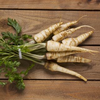 Akar Peterseli Cukrowa biji - Petroselinum crispum - 4250 biji