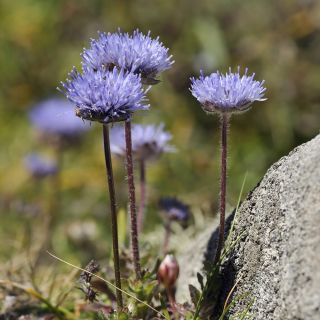 Shepherd's Scabious seeds - Jasione laevis - 900 seeds