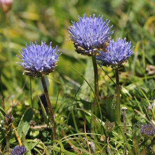 Shepherd's Scabious seeds - Jasione laevis - 900 seeds