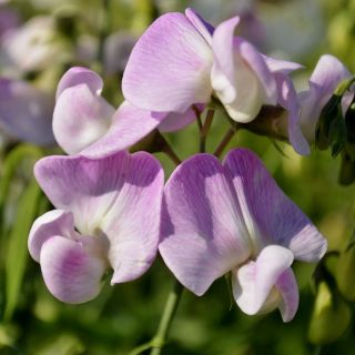 Örök borsó, évelő borsó vegyes mag - Lathyrus latifolius - 18 mag - magok