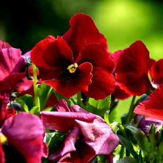 Large flowered  garden pansy - red with black dot - 400 seeds