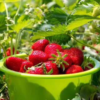 Jordgubbe - Temptation - 60 frön - Fragaria ×ananassa