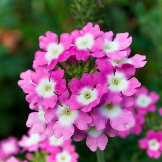 Puutarha verbena - lajitelma - 200 siementä - Verbena x hybrida nana compacta - siemenet