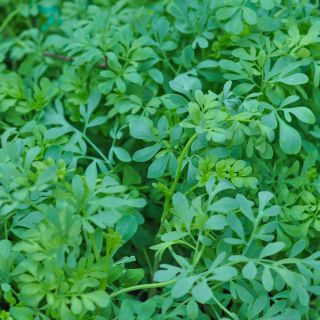 Ruta graveolens perenne - 250 semillas