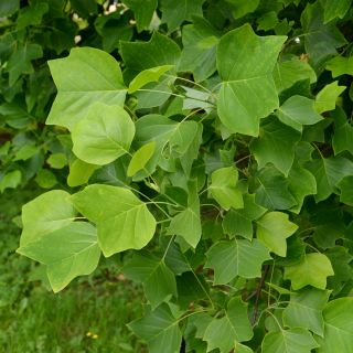 Lale Ağacı tohumları - Liriodendron tulipifera