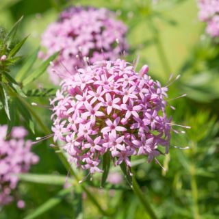 Rosenwaldmeister - Scheinwaldmeister -Phuopsis stylosa – 260 Samen