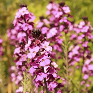 Английские смешанные семена Wallflower - Cheiranthus Cheiri