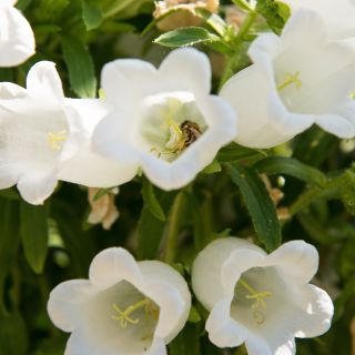 Harangvirág - színes virágkeverék - Campanula medium - Bájoló harang alakú virágok - Friss vetőmagok