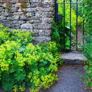 Sementes de Manto de Senhora - Alchemilla mollis - 500 sementes